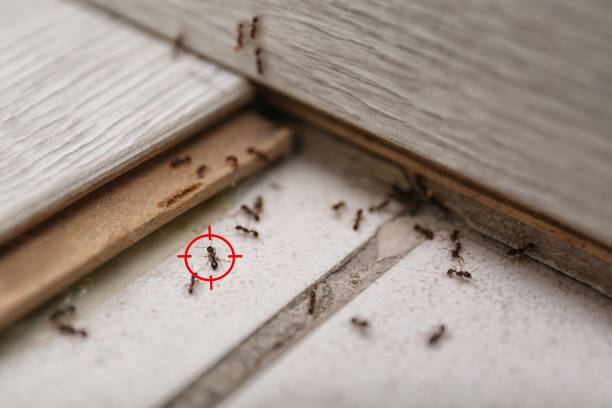 Best Termite Control Services  in Washington, DC