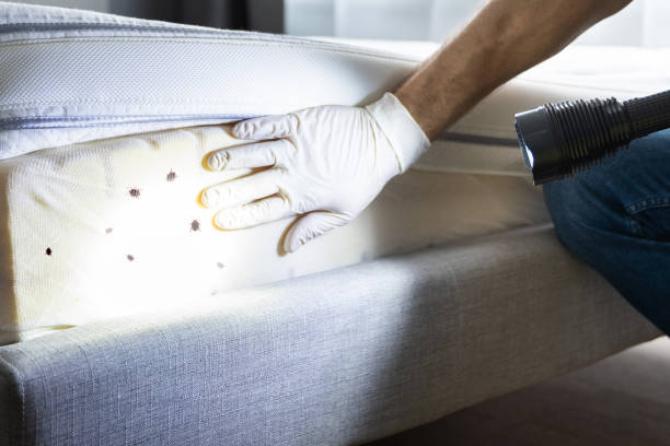 Best Flea Control Services  in Washington, DC