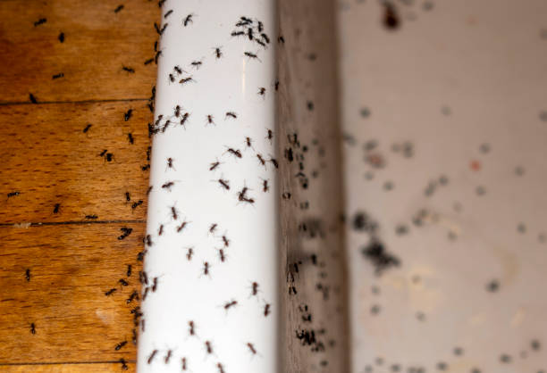Best Bed Bug Extermination  in Washington, DC
