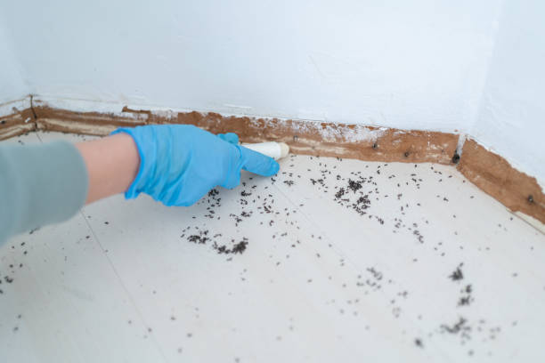 Best Mosquito Control Services  in Washington, DC
